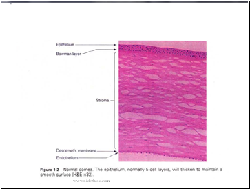 The Cornea