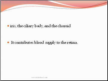 iris, the ciliary body, and the choroid