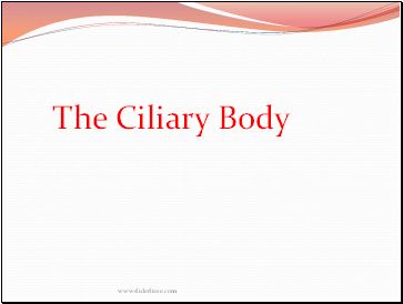 The Ciliary Body