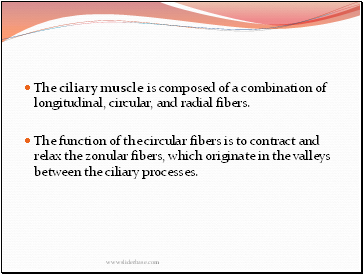 The ciliary muscle is composed of a combination of longitudinal, circular, and radial fibers.