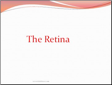The Retina
