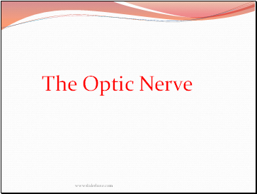 The Optic Nerve