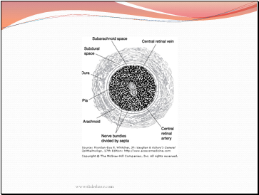 The Optic Nerve