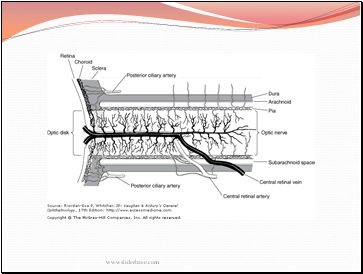 The Optic Nerve