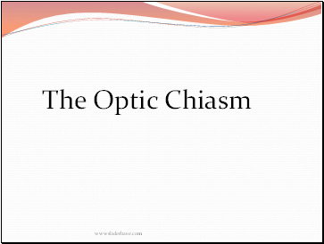 The Optic Chiasm