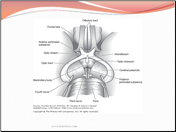 Anatomy