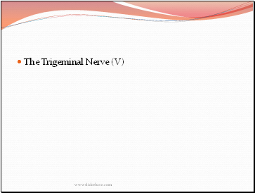 The Trigeminal Nerve (V)