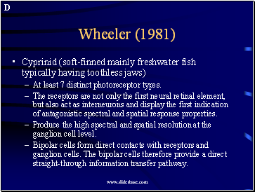 Wheeler (1981)