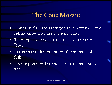 The Cone Mosaic