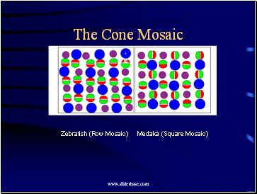 The Cone Mosaic