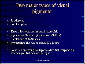 Two major types of visual pigments:
