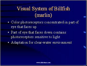 Visual System of Billfish (marlin)