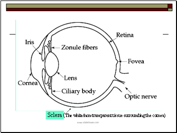 Sclera