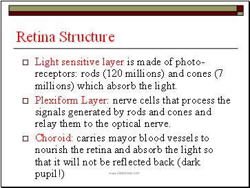 Retina Structure