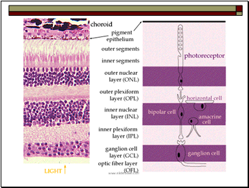 Human Eye