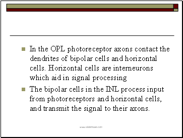 In the OPL photoreceptor axons contact the dendrites of bipolar cells and horizontal cells. Horizontal cells are interneurons which aid in signal processing