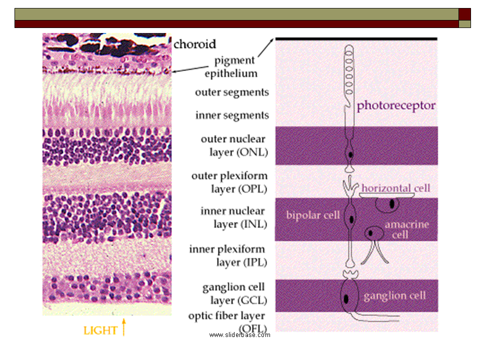 Слои сетчатки гистология. Сетчатка гистология препарат. Слои сетчатки глаза гистология. Строение сетчатки глаза гистология.
