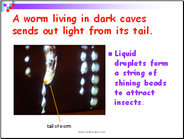 A worm living in dark caves sends out light from its tail.