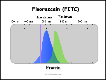 Fluorescein (FITC)