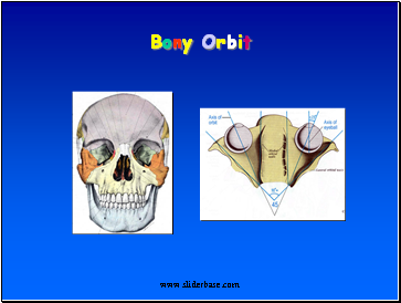 Bony Orbit