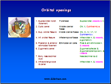 Orbital openings