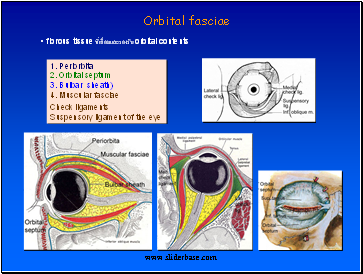 Orbital fasciae