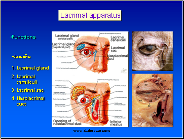 Lacrimal apparatus