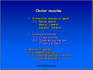 Ocular muscles