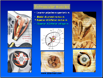 Extraocular muscles