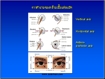 Vertical axis