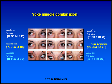 Yoke muscle combination