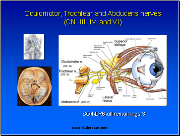 Oculomotor, Trochlear and Abducens nerves
