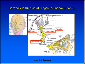 Ophthalmic Division of Trigeminal nerve (CN. V1)