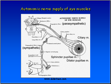 Automomic nerve supply of eye muscles
