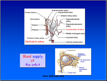 Blood supply