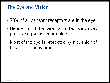 The Eye and Vision