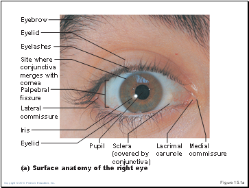 Figure 15.1a