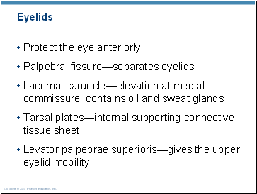 Eyelids