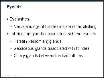 Eyelids