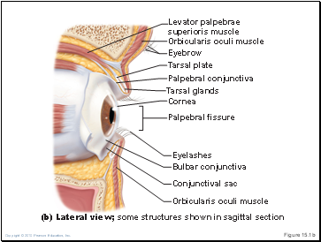 Figure 15.1b