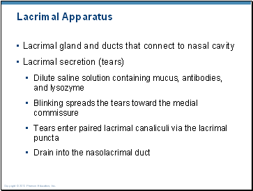 Lacrimal Apparatus