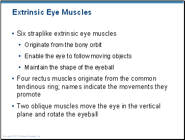 Extrinsic Eye Muscles