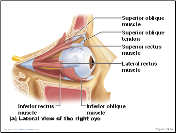 Figure 15.3a