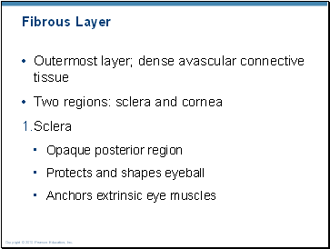 Fibrous Layer