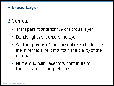 Fibrous Layer