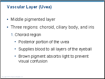 Vascular Layer (Uvea)