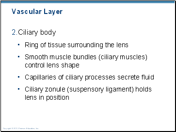 Vascular Layer