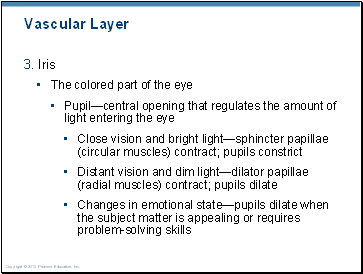 Vascular Layer