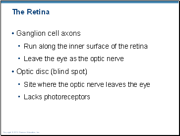 The Retina