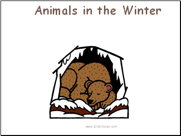 Animals in the Winter